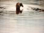 moose ripples.jpg (55kb)